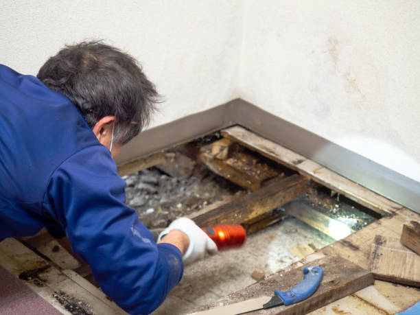 Best Mold Cleaning Services  in Mayville, WI