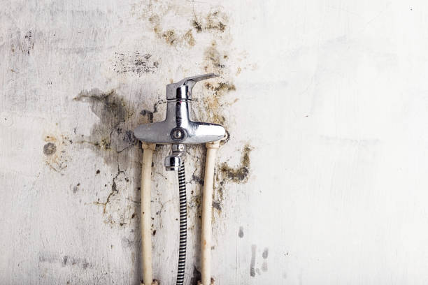 Best Commercial Mold Removal  in Mayville, WI