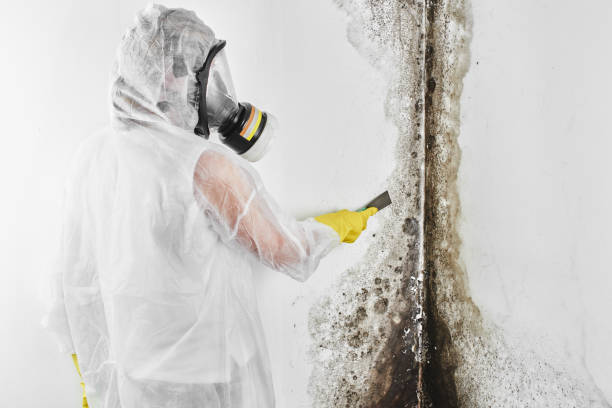 Best Toxic Mold Removal  in Mayville, WI