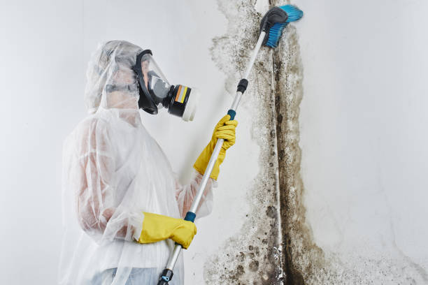 Best Certified Mold Removal  in Mayville, WI
