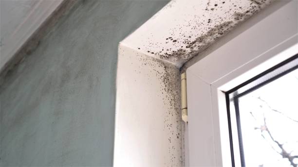 Best Affordable Mold Removal  in Mayville, WI