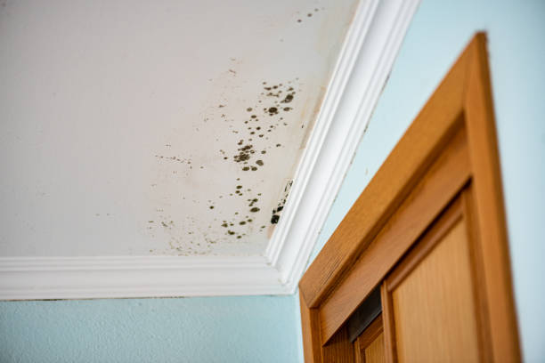 Professional Mold Removal in Mayville, WI