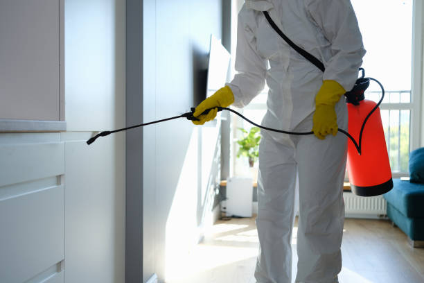 Best Attic Mold Removal  in Mayville, WI