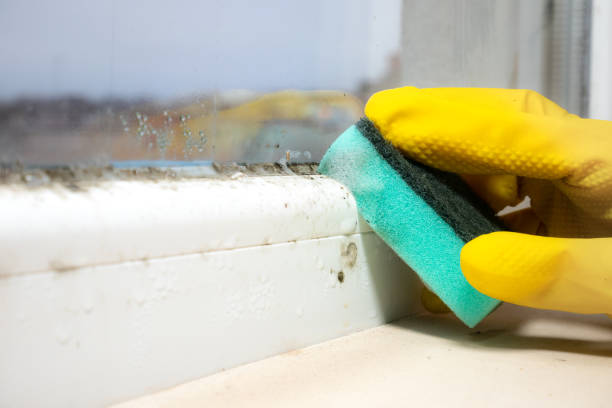 Best Residential Mold Removal  in Mayville, WI
