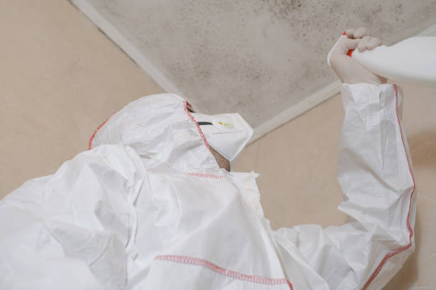 Best Black Mold Removal  in Mayville, WI