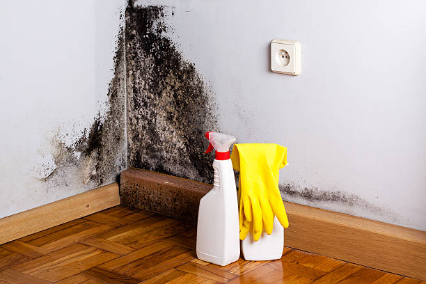 Best Home Mold Removal  in Mayville, WI
