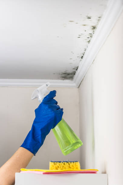 Mold Testing and Removal in Mayville, WI